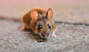 Hantavirus dépistage : test, diagnostic et risques