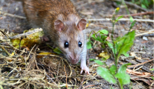 Virus hantavirus : symptômes, transmission, risques et traitements